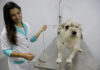 Credenciamento de lojas e clínicas veterinárias para atender a cartões Ração e Castração está aberto