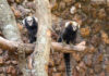 Casal de saguis-da-serra-escuro encanta visitantes no Zoológico de Brasília neste fim de ano