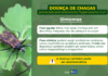 Mês de conscientização sobre a doença de Chagas alerta para cuidados e risco de contaminação