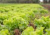 Aberta chamada pública para compra de alimentos da agricultura familiar
