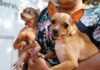 Recanto das Emas tem ação itinerante com 600 vagas para castração gratuita de cães e gatos