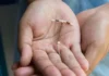 Liberdade contraceptiva, e de graça, pelo SUS