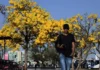 Ipês-amarelos colorem Brasília e encantam moradores após espera pela floração
