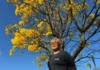 Com atraso! Começa a floração de ipês-amarelos na capital