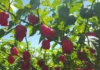 Do fruto aos molhos: plantação de pimenta no DF movimenta produtores e dá retorno milionário