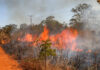 Saiba como agir caso um incêndio florestal se aproxime de residência